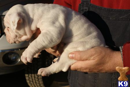 Puppies in ID